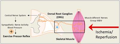 Exaggerated blood pressure response to static exercise in hindlimb ischemia-reperfusion